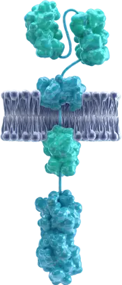 Our CAR T Focus | Autolus